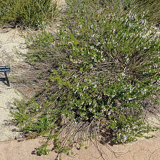 Clinopodium dentatum unspecified picture