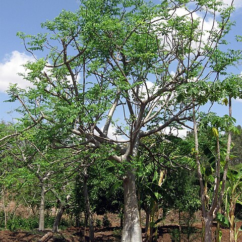 Moringa stenopetala unspecified picture