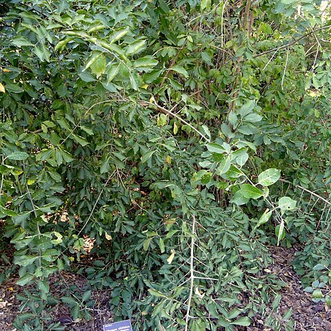 Viburnum tiliifolium unspecified picture