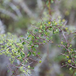 Ziziphus celata unspecified picture