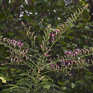 Trematolobelia kauaiensis unspecified picture