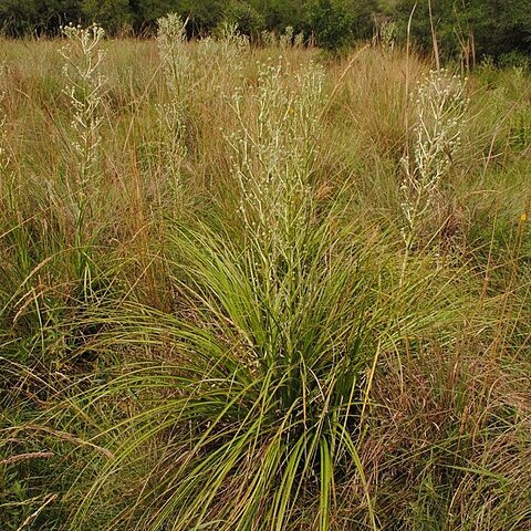 Eryngium stenophyllum unspecified picture