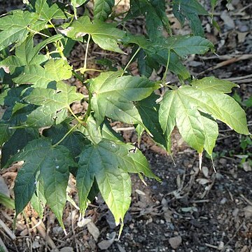 Acer elegantulum unspecified picture