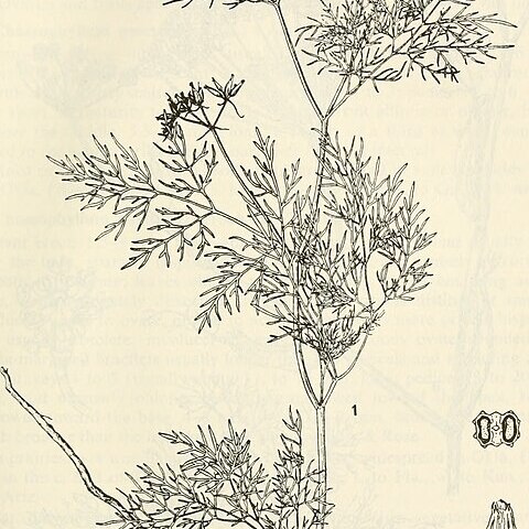 Trepocarpus unspecified picture