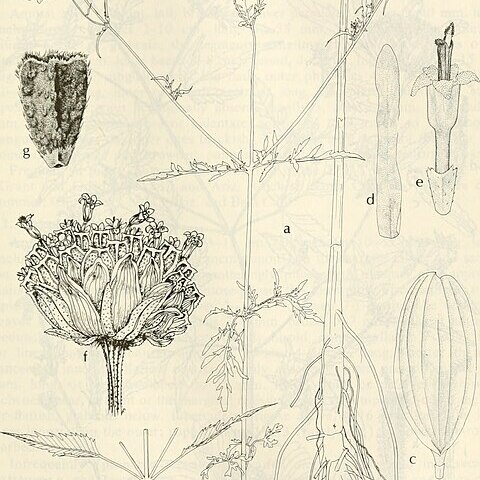 Bidens mitis unspecified picture