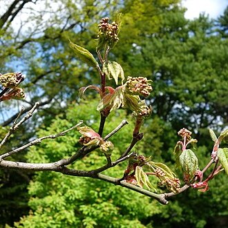 Acer campbellii unspecified picture