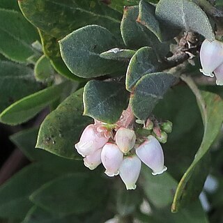 Arctostaphylos nortensis unspecified picture