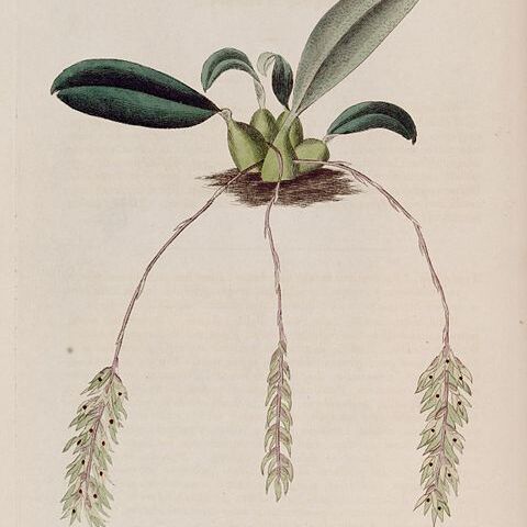 Bulbophyllum pendulum unspecified picture