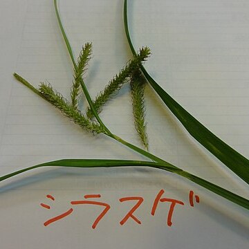 Carex alopecuroides unspecified picture