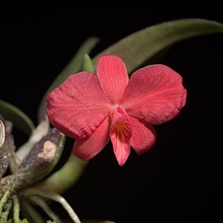 Cattleya brevipedunculata unspecified picture