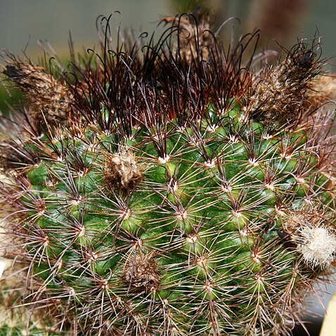 Parodia alacriportana unspecified picture