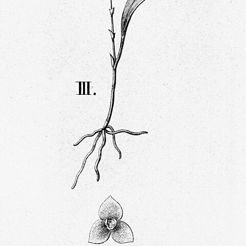 Stelis intermedia unspecified picture