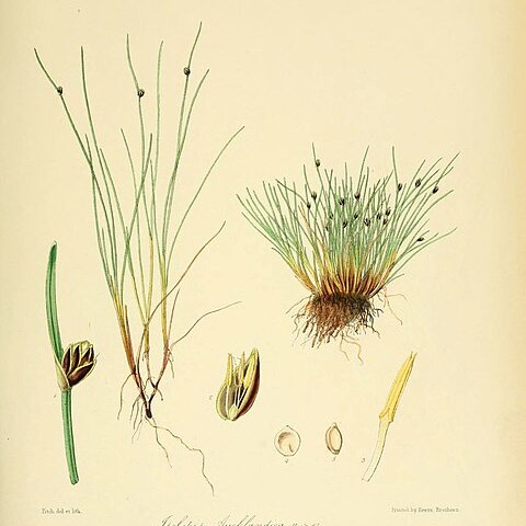 Isolepis aucklandica unspecified picture