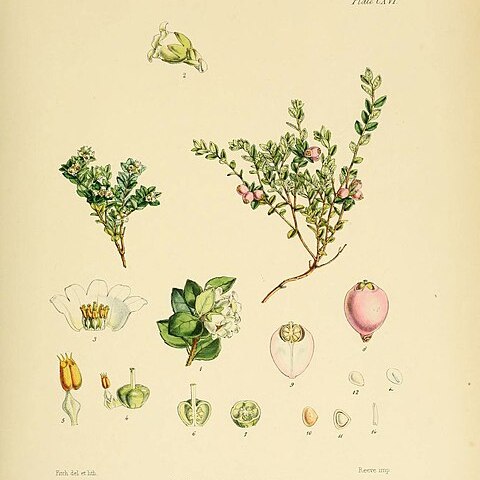 Gaultheria antarctica unspecified picture