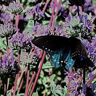 Salvia chionopeplica unspecified picture