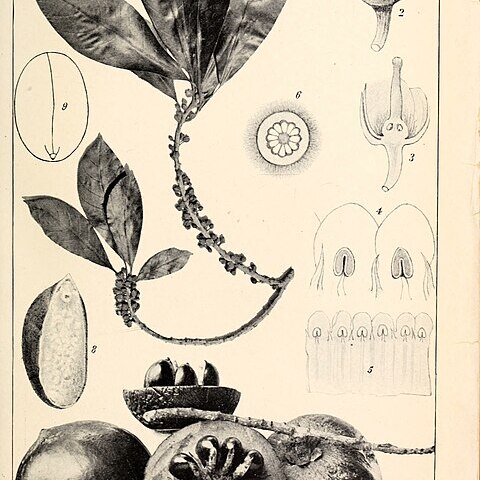 Pouteria multiflora unspecified picture