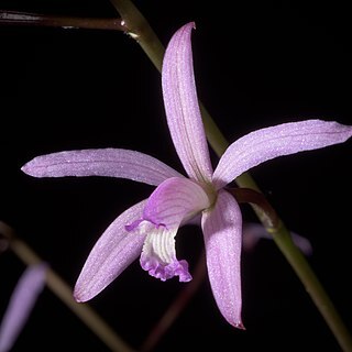 Cattleya munchowiana unspecified picture