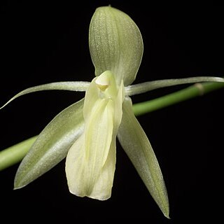 Coelogyne longifolia unspecified picture