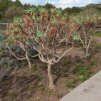 Euphorbia bravoana unspecified picture