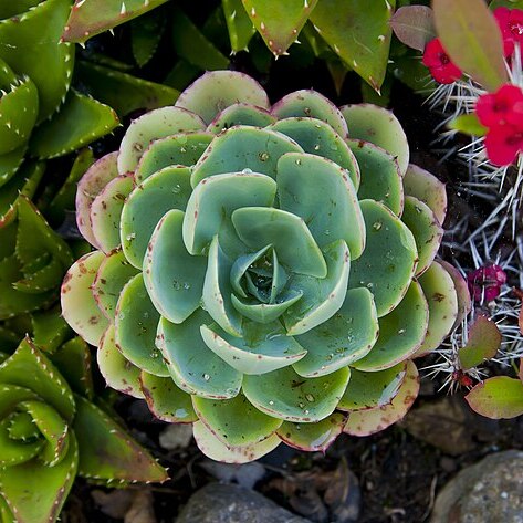 Echeveria elegans unspecified picture