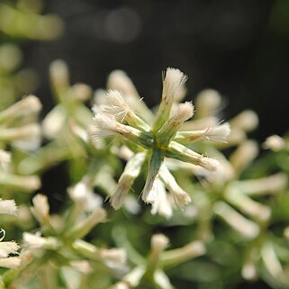 Baccharis genistifolia unspecified picture