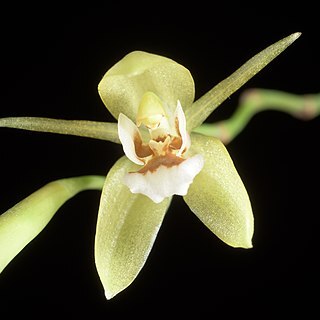 Coelogyne rubrolanata unspecified picture