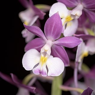 Calanthe izu-insularis unspecified picture