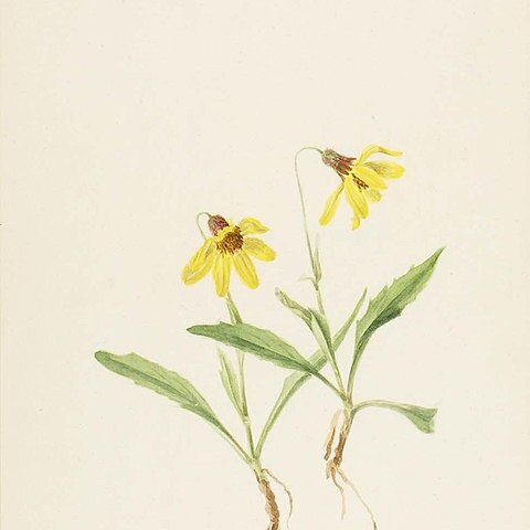 Arnica louiseana unspecified picture