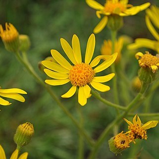 Senecio oxyphyllus unspecified picture