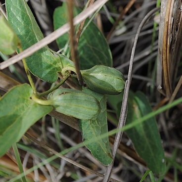 Aristolochia sessilifolia unspecified picture