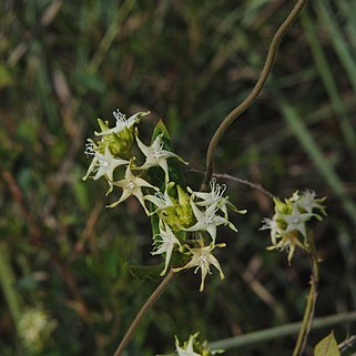 Oxypetalum sylvestre unspecified picture