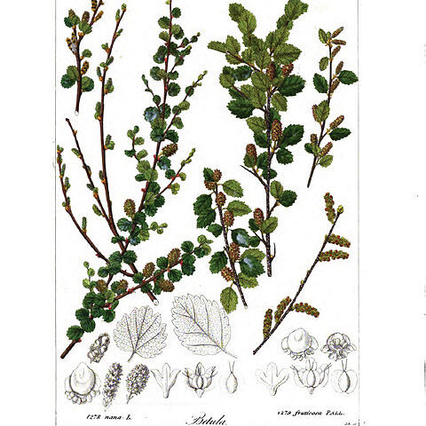 Betula fruticosa unspecified picture