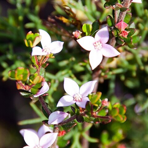 Boronia edwardsii unspecified picture