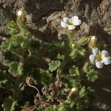 Phacelia perityloides unspecified picture