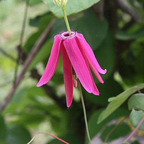 Passiflora reflexiflora unspecified picture