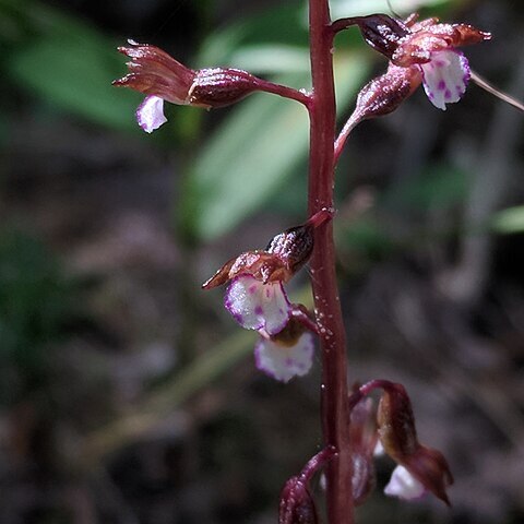 Corallorhiza odontorhiza var. pringlei unspecified picture