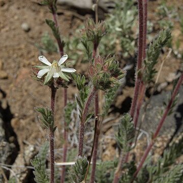 Horkelia hispidula unspecified picture