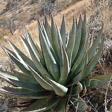 Agave potreriana unspecified picture