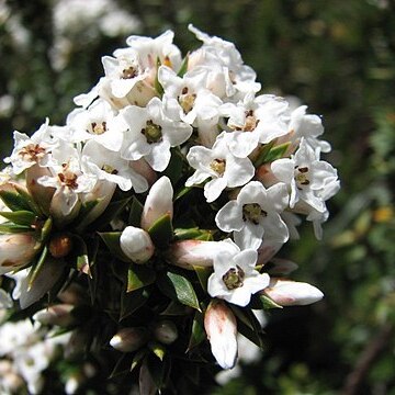 Epacris breviflora unspecified picture