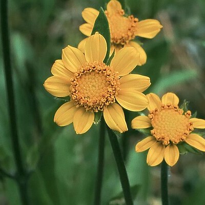 Helianthella californica subsp. nevadensis unspecified picture