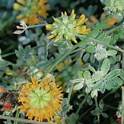 Acmispon argophyllus var. argenteus unspecified picture