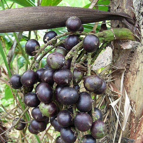 Bactris maraja unspecified picture