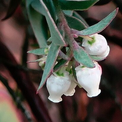 Arctostaphylos luciana unspecified picture