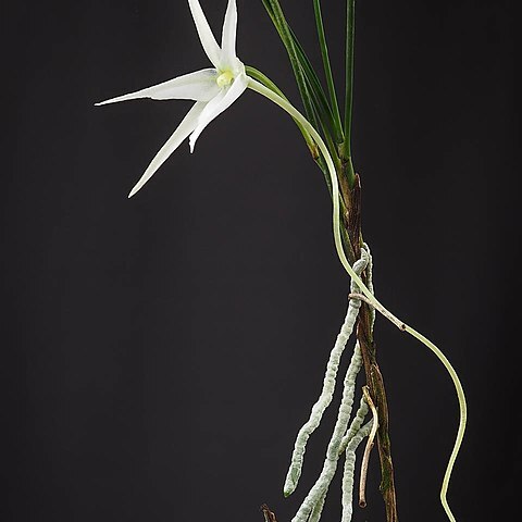 Angraecum popowii unspecified picture