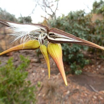 Cryptolepis cryptolepioides unspecified picture