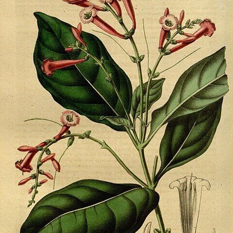 Salpixantha unspecified picture