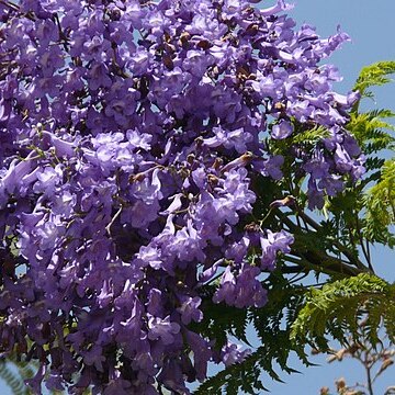 Jacaranda obtusifolia unspecified picture