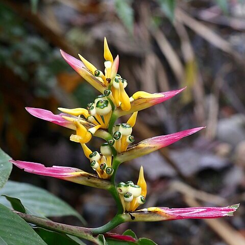 Heliconia schumanniana unspecified picture