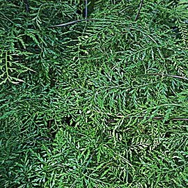 Asplenium fragrans unspecified picture