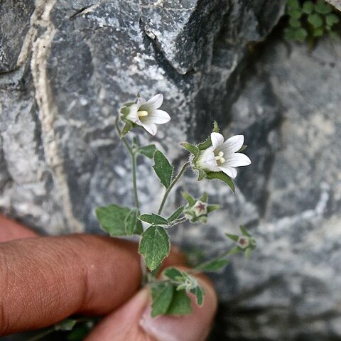 Campanula incanescens unspecified picture